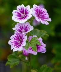 Malva Blumensamen zur Aussaat – saisonal Dauerblüher – Traditionssorte & ohne Gentechnik Samen Hausgarten