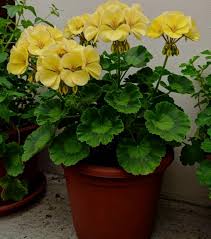 Gelb Pelargonium Peltatum Blumensamen zur Aussaat pflegeleicht Traditionssorte & ohne Gentechnik Samen Hausgarten