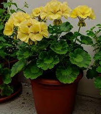 Gelb Pelargonium Peltatum Blumensamen zur Aussaat pflegeleicht Traditionssorte & ohne Gentechnik Samen Hausgarten
