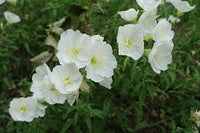 Weiß Evening Schlüsselblume Blumensamen zur Aussaat – kompakt Wuchs – Traditionssorte & ohne Gentechnik Samen Hausgarten