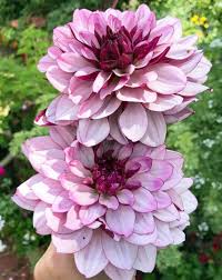 zart Rosa Two Dahlie Blumensamen zur Aussaat ideal Rabatten Traditionssorte & ohne Gentechnik Samen Hausgarten
