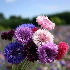 Centaurea Florence Samen zur Aussaat Blume Beet Garten