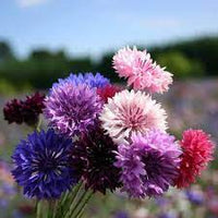 Centaurea Florence Samen zur Aussaat Blume Beet Garten