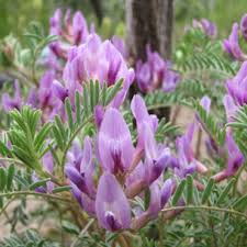 Astragalus Blumensamen zur Aussaat – duftend Blüten – Traditionssorte & ohne Gentechnik Samen Hausgarten