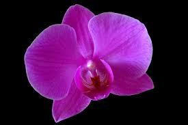Violett Schmetterlingsorchidee Orchidee Blumensamen zur Aussaat Drought verträglich Traditionssorte & ohne Gentechnik Samen Hausgarten