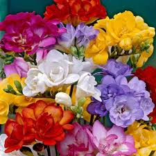 Violett Gelb Freesia Blumensamen zur Aussaat Landhaus Garten wichtig Traditionssorte & ohne Gentechnik Samen Hausgarten