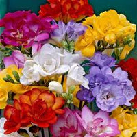Violett Gelb Freesia Blumensamen zur Aussaat Landhaus Garten wichtig Traditionssorte & ohne Gentechnik Samen Hausgarten