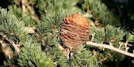 Cedrus Deodara Baum Samen zur Aussaat – Schnitt Blume beliebt – Traditionssorte & ohne Gentechnik Samen Hausgarten