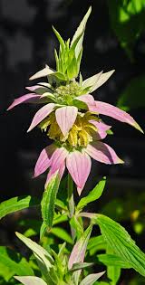 Lila Monarda Punctata Blumensamen zur Aussaat – saisonal Dauerblüher – Traditionssorte & ohne Gentechnik Samen Hausgarten