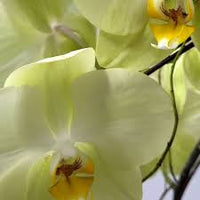 hell Grün Schmetterlingsorchidee Orchidee Blumensamen zur Aussaat Schnitt Blume beliebt Traditionssorte & ohne Gentechnik Samen Hausgarten