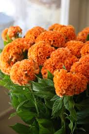 Celosia Blumensamen zur Aussaat – lang Blüte Saison – Traditionssorte & ohne Gentechnik Samen Hausgarten