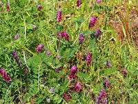 Lila Vetch Blumensamen zur Aussaat – ideal Rabatten – Traditionssorte & ohne Gentechnik Samen Hausgarten