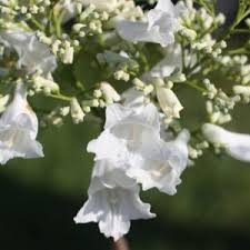 Weiß Jacaranda Blumensamen zur Aussaat hochwertige Qualitäts- Traditionssorte & ohne Gentechnik Samen Hausgarten