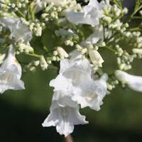 Weiß Jacaranda Blumensamen zur Aussaat hochwertige Qualitäts- Traditionssorte & ohne Gentechnik Samen Hausgarten