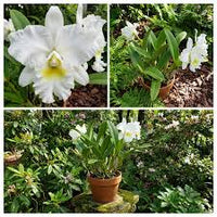 Cattleya Blumensamen zur Aussaat – pflegeleicht – Traditionssorte & ohne Gentechnik Samen Hausgarten
