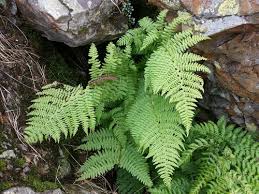hell Violett Fern Pteridophyta Samen zur Aussaat Landhaus Garten wichtig Traditionssorte & ohne Gentechnik Samen Hausgarten