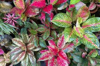 Mischung Rosa Aglaonema Blumensamen zur Aussaat – lang Blüte Saison – Traditionssorte & ohne Gentechnik Samen Hausgarten