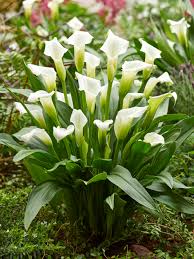 Weiß Calla Lilie Blumensamen zur Aussaat – farbenfroh Schau – Traditionssorte & ohne Gentechnik Samen Hausgarten