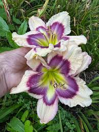 Weiß violet hemerocallis samen for anpflanzung