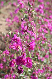 Lila elegant Clarkia Blumensamen zur Aussaat – duftend Blüten – Traditionssorte & ohne Gentechnik Samen Hausgarten