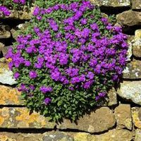 Stein Cress Blumensamen PlantingSnow Peak Wildblume Mischung Traditionssorte & ohne Gentechnik Samen Hausgarten
