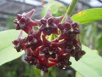 Canossa Blumensamen zur Aussaat – Schnitt Blume beliebt – Traditionssorte & ohne Gentechnik Samen Hausgarten