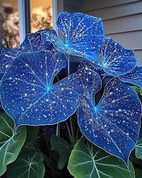 Blau Caladium Bicolor Blumensamen zur Aussaat – kompakt Wuchs Traditionssorte & ohne Gentechnik Samen Hausgarten