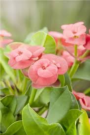 hell Rosa Euphorbia Milii Blumensamen zur Aussaat – ideal Rabatten – Traditionssorte & ohne Gentechnik Samen Hausgarten
