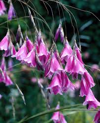 Dierama Blumensamen zur Aussaat Bestäuber freundlich Traditionssorte & ohne Gentechnik Samen Hausgarten