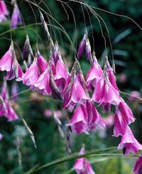 Dierama Blumensamen zur Aussaat Bestäuber freundlich Traditionssorte & ohne Gentechnik Samen Hausgarten