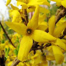 Trifoliate Forsythia Blumensamen zur Aussaat – sonnenliebend – Traditionssorte & ohne Gentechnik Samen Hausgarten