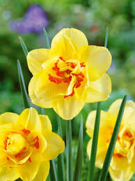 Gelb Orange Narzisse Blumensamen Schnitt Blume beliebt Traditionssorte & ohne Gentechnik Samen Hausgarten