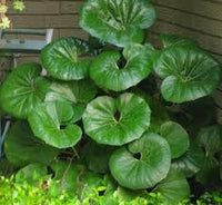Farfugium Japonicum Blumensamen zur Aussaat – Garten beliebt – Traditionssorte & ohne Gentechnik Samen Hausgarten
