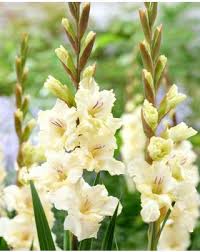 Creme Weiß Gladiole Blumensamen zur Aussaat Full Blüte Traditionssorte & ohne Gentechnik Samen Hausgarten