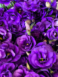 Violett Lisianthus Blumensamen zur Aussaat – sonnenliebend – Traditionssorte & ohne Gentechnik Samen Hausgarten