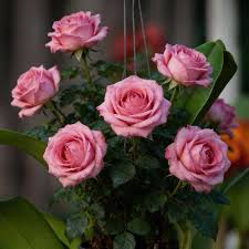 Death Rose Rosa Blumensamen zur Aussaat – Landhaus Garten wichtig – Traditionssorte & ohne Gentechnik Samen Hausgarten