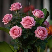 Death Rose Rosa Blumensamen zur Aussaat – Landhaus Garten wichtig – Traditionssorte & ohne Gentechnik Samen Hausgarten