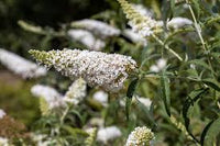 Weiß Sommerflieder Blumensamen zur Aussaat Drought verträglich Traditionssorte & ohne Gentechnik Samen Hausgarten