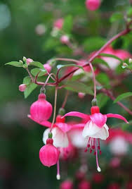 Weiß Rosa Fuchsie Blumensamen Blumensamen zur Aussaat leuchtend Blüten Traditionssorte & ohne Gentechnik Samen Hausgarten