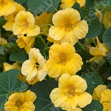 Gelb Kapuzinerkresse Blumensamen zur Aussaat Schnitt Blume beliebt Traditionssorte & ohne Gentechnik Samen Hausgarten