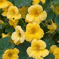 Gelb Kapuzinerkresse Blumensamen zur Aussaat Schnitt Blume beliebt Traditionssorte & ohne Gentechnik Samen Hausgarten