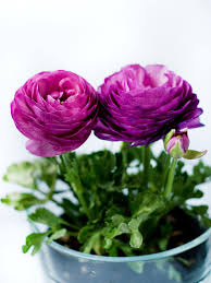 Lila Ranunculus Blumensamen zur Aussaat pflegeleicht Traditionssorte & ohne Gentechnik Samen Hausgarten