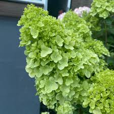 dunkel Grün Hortensie Blumensamen zur Aussaat – Anzucht – Traditionssorte & ohne Gentechnik Samen Hausgarten
