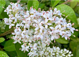 Weiß Ligustrum Blumensamen zur Aussaat – duftend Blüten – Traditionssorte & ohne Gentechnik Samen Hausgarten