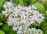 Weiß Ligustrum Blumensamen zur Aussaat – duftend Blüten – Traditionssorte & ohne Gentechnik Samen Hausgarten