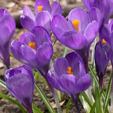 Blau Crocus Blumensamen – Bestäuber freundlich Traditionssorte & ohne Gentechnik Samen Hausgarten