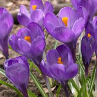 Blau Crocus Blumensamen – Bestäuber freundlich Traditionssorte & ohne Gentechnik Samen Hausgarten