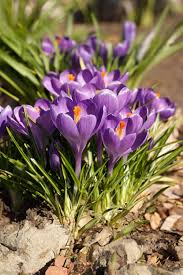 Blau Ocean crocus Blumensamen zur Aussaat – farbenfroh Schau – Traditionssorte & ohne Gentechnik Samen Hausgarten