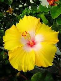Weiß Gelb Hibiskus Blumensamen pflegeleicht Traditionssorte & ohne Gentechnik Samen Hausgarten
