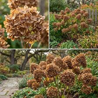 Braun Hortensie Blumensamen zur Aussaat – saisonal Dauerblüher – Traditionssorte & ohne Gentechnik Samen Hausgarten